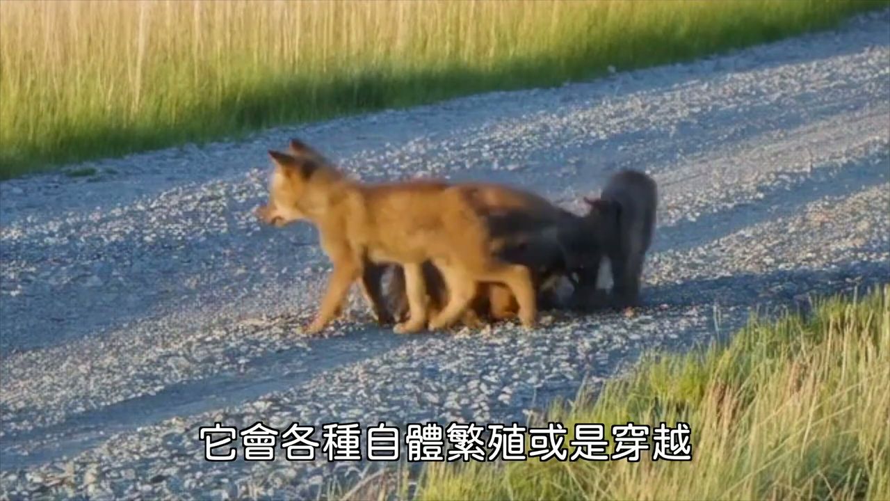 故障视频：斑点狗似乎在复制并互相穿透